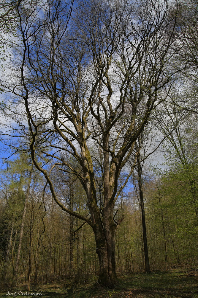 Bergahorn am Jakobsruh