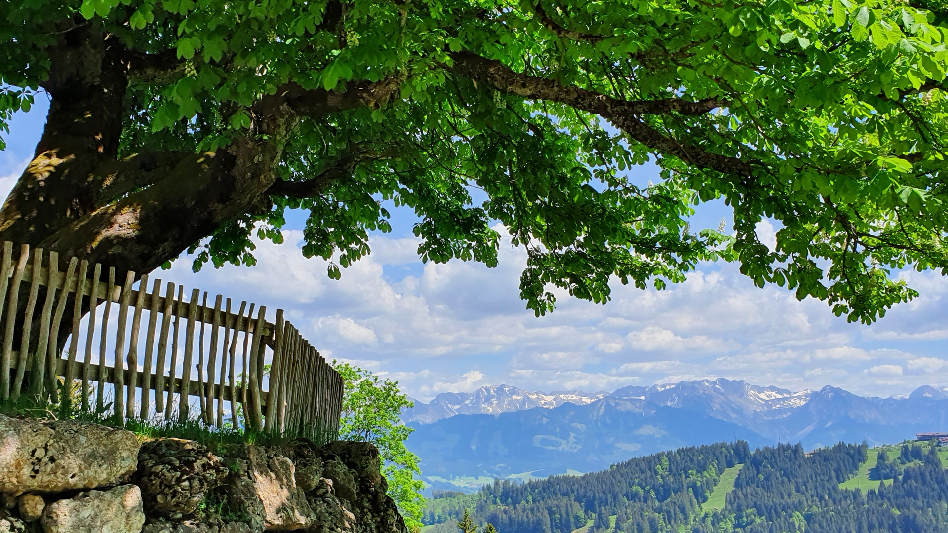 Bergahorn an der Alpe Dürrehorn