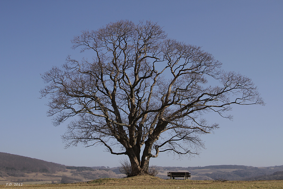 Bergahorn bei Tann/Rhön