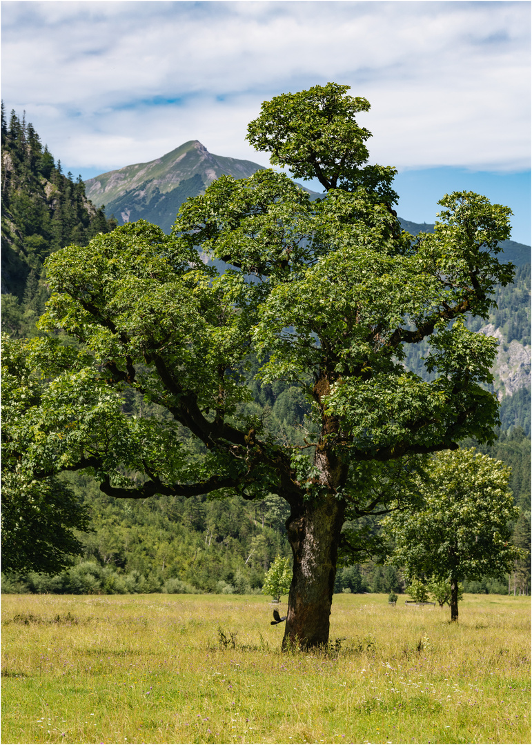 "Bergahorn" - Großer Ahornboden, Risstal, Karvendel 2023