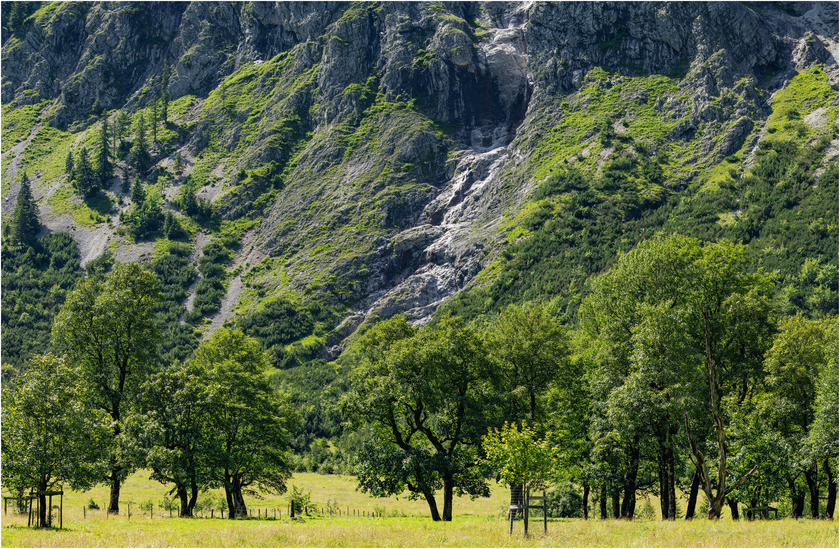 "Bergahorn" - Großer Ahornboden, Risstal, Karvendel 2023