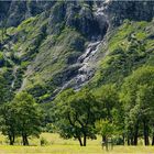 "Bergahorn" - Großer Ahornboden, Risstal, Karvendel 2023