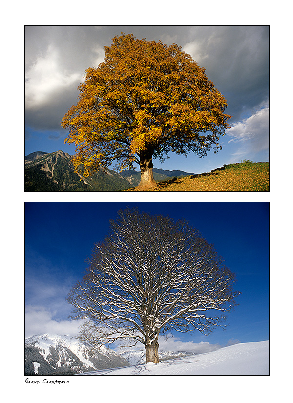 Bergahorn Herbst und  Winter