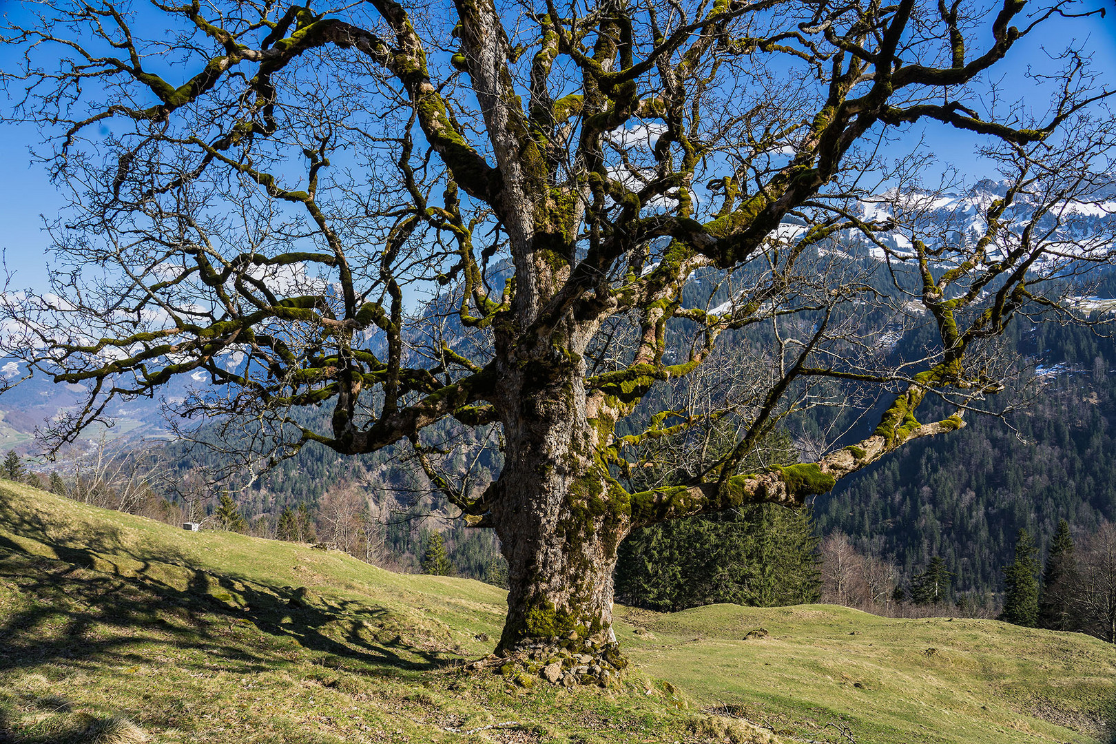 Bergahorn im Frühling 1