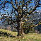 Bergahorn im Frühling 1