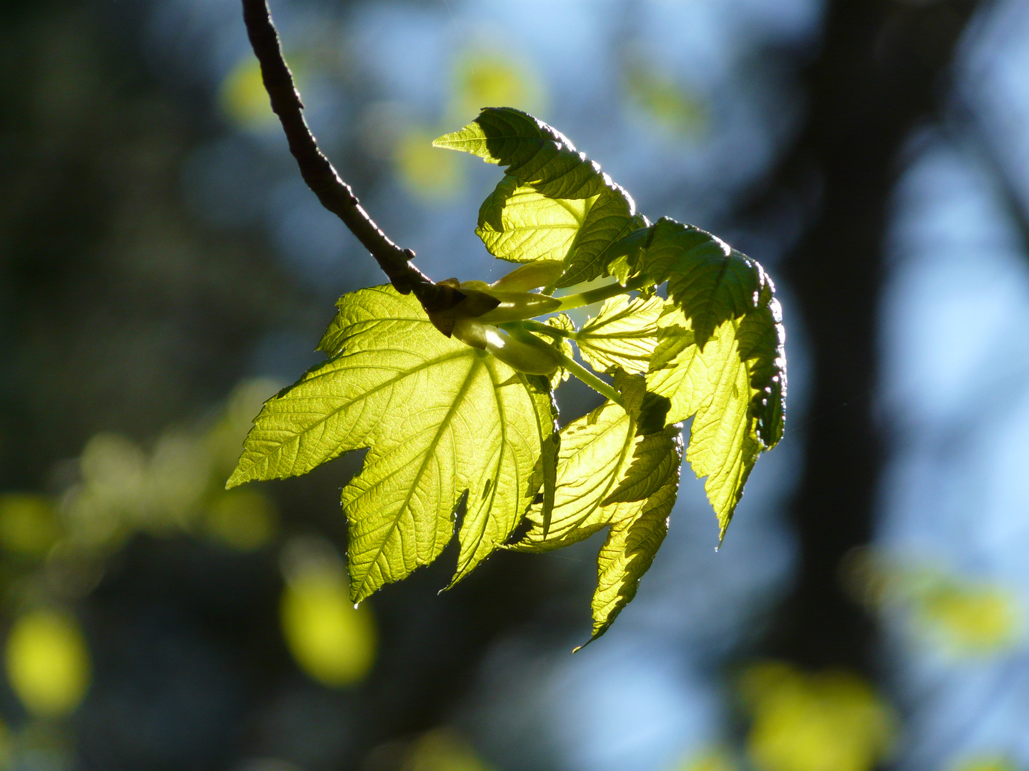 Bergahorn im Frühling