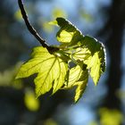 Bergahorn im Frühling