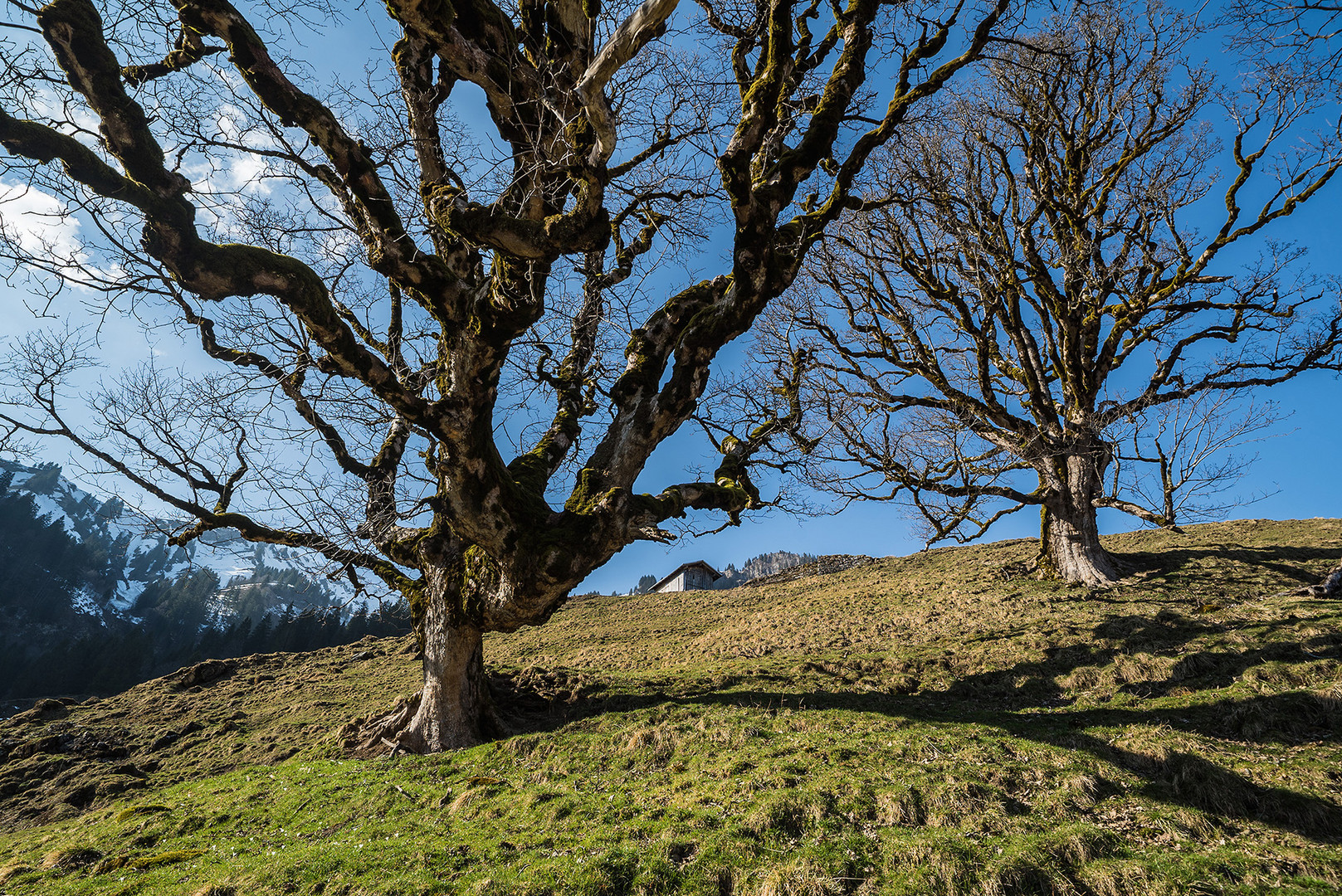 Bergahorn im Frühling 3