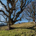 Bergahorn im Frühling 3