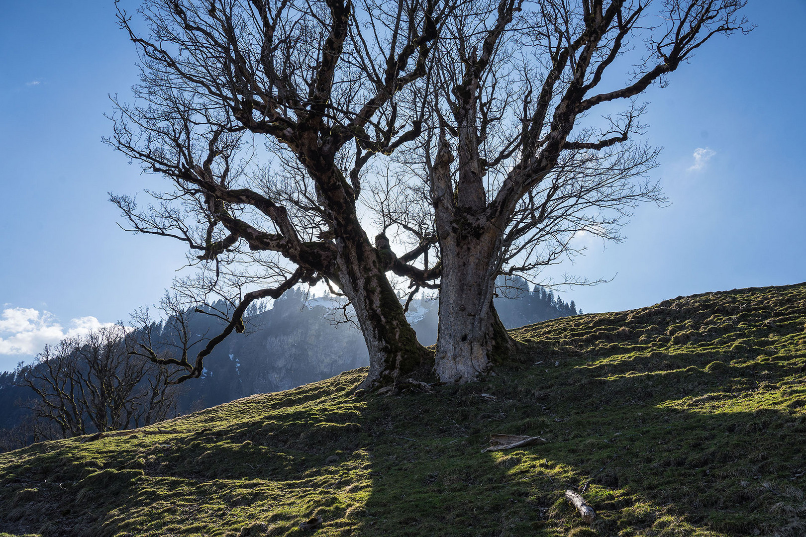 Bergahorn im Frühling 5