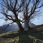 Bergahorn im Frühling 5