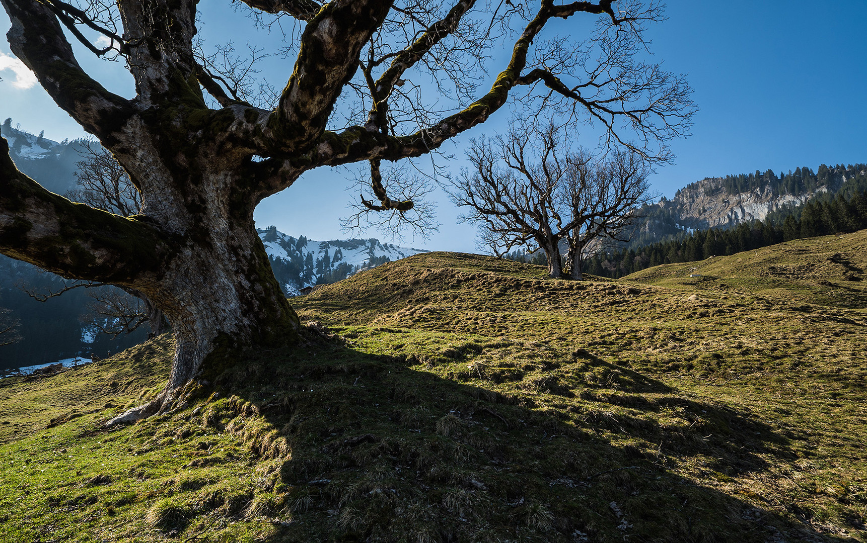 Bergahorn im Frühling 6