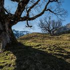 Bergahorn im Frühling 6