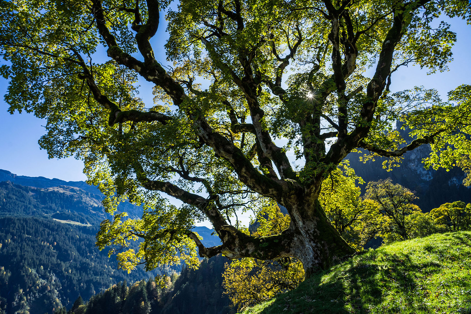 Bergahorn im Gegenlicht 1