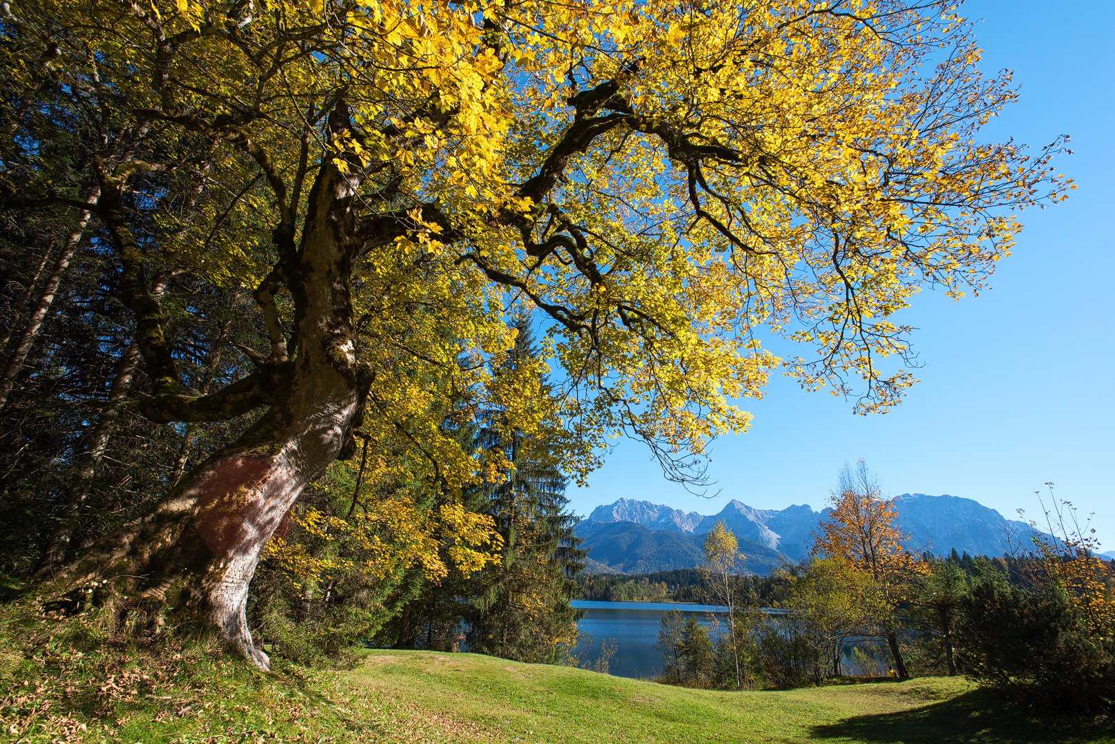 Bergahorn im goldenen Gewand