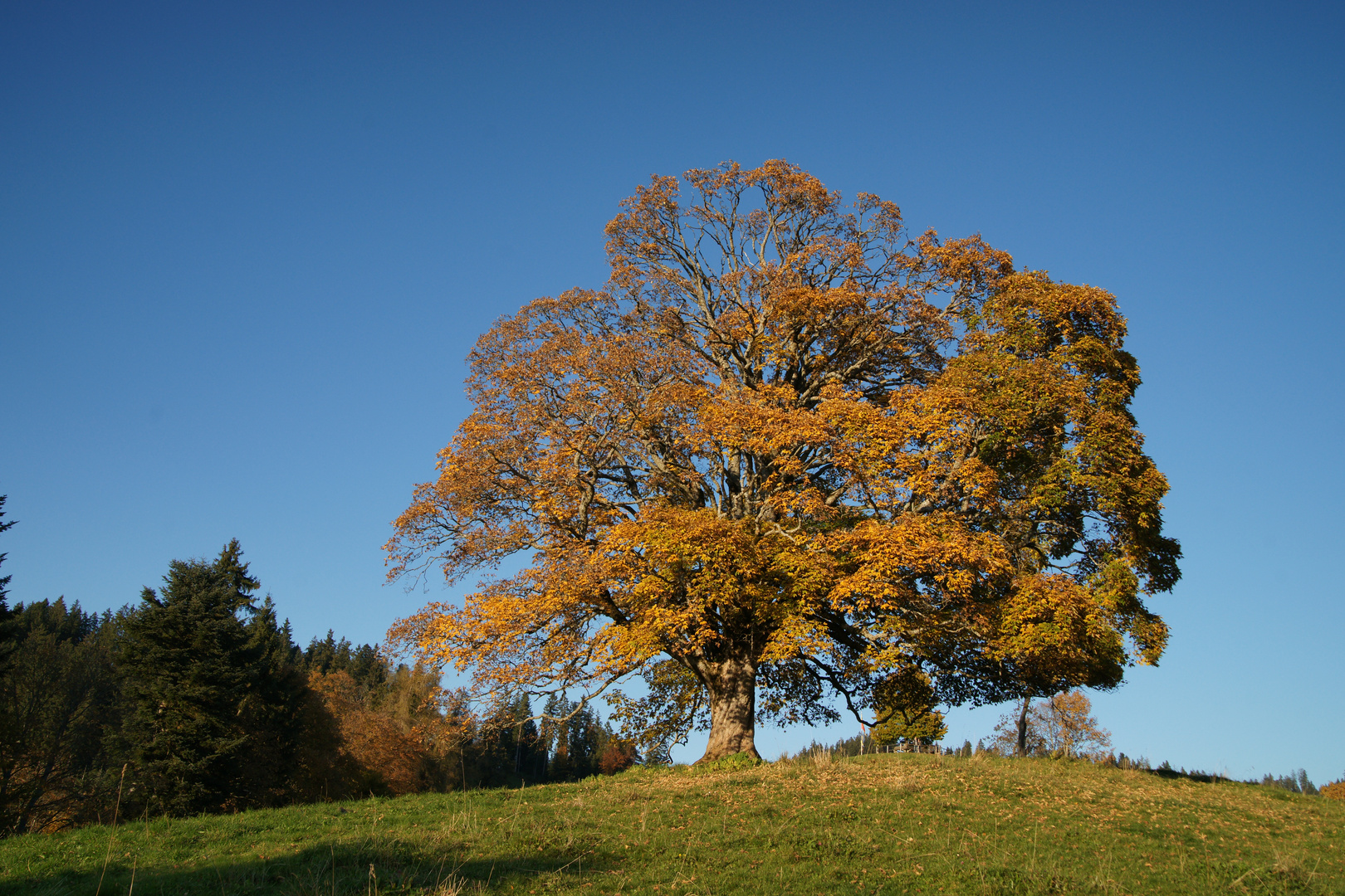 Bergahorn im Herbst