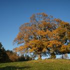 Bergahorn im Herbst