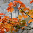 Bergahorn im Herbstgewand