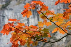 Bergahorn im Herbstgewand