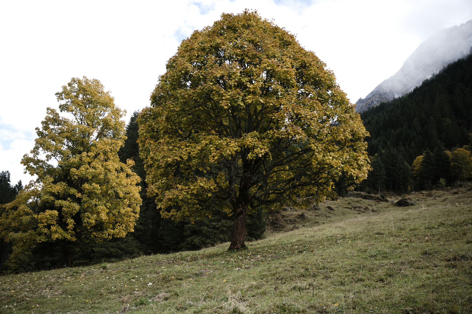 Bergahorn im herbstliche Kleid