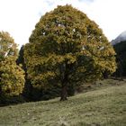 Bergahorn im herbstliche Kleid