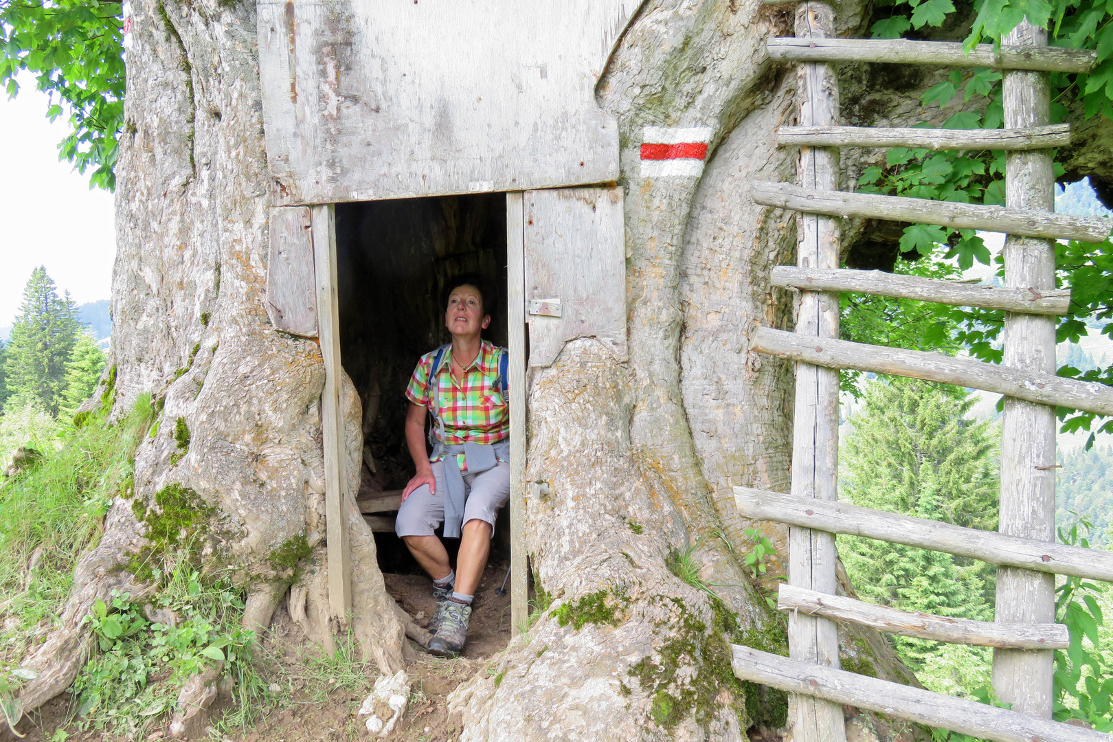 Bergahorn im Lecknertal