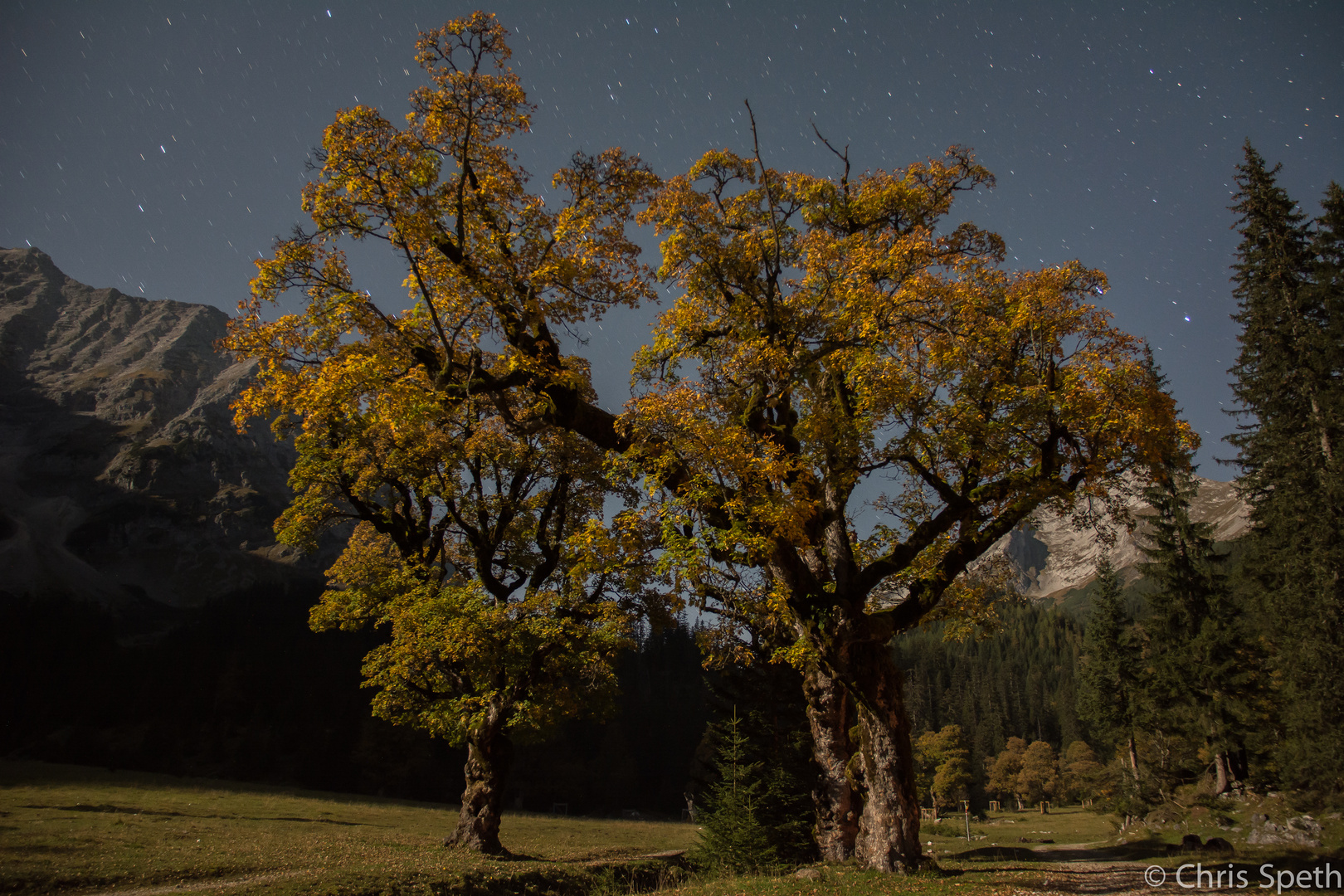 Bergahorn im Mondlicht