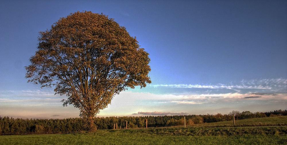 Bergahorn im Oktober