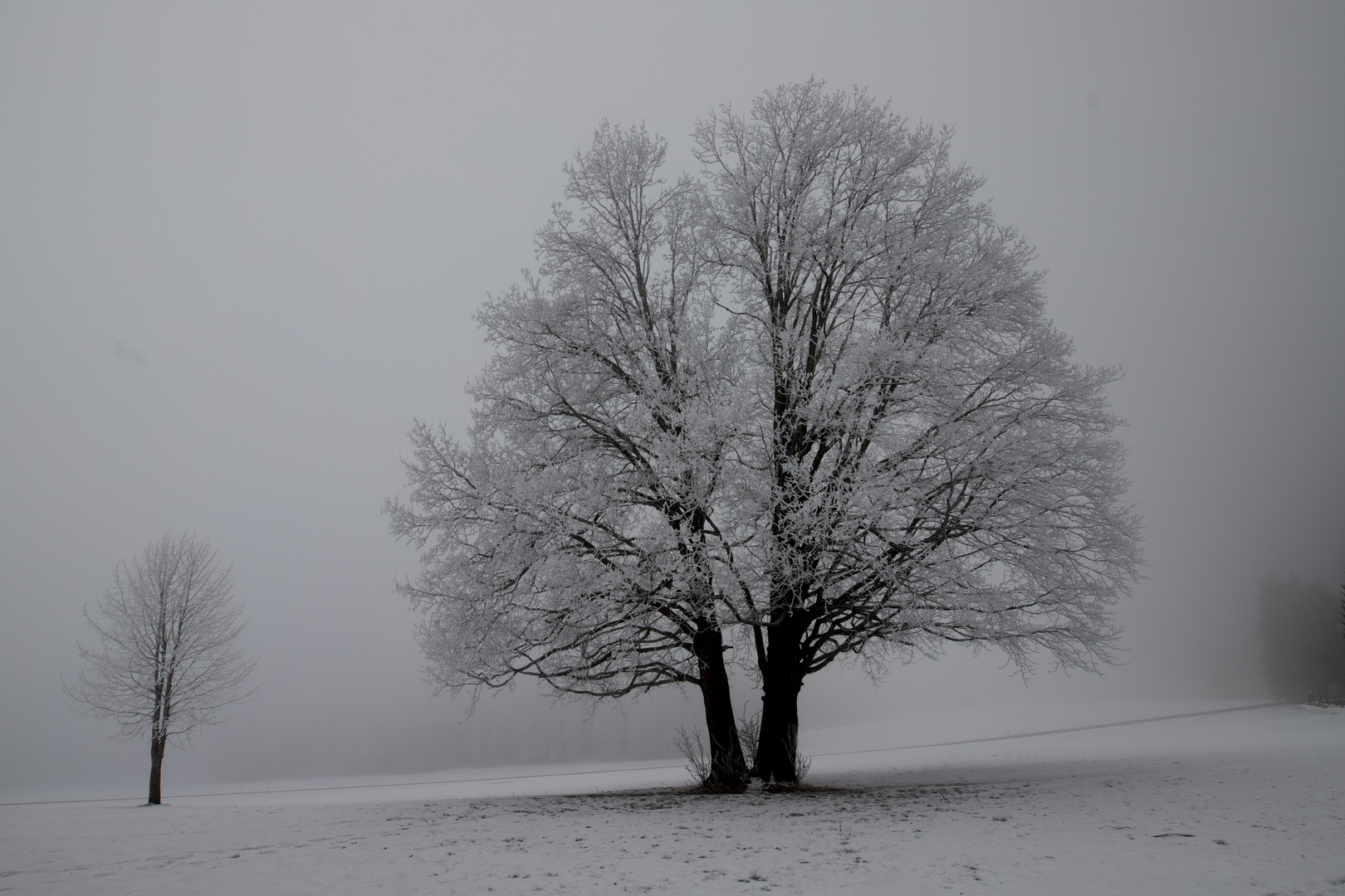 Bergahorn im Winternebel