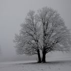 Bergahorn im Winternebel