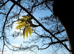 Bergahorn mit Rahmen (Acer pseudoplatanus)  IV