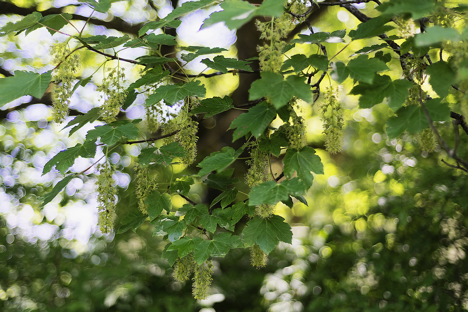 Bergahornblüte