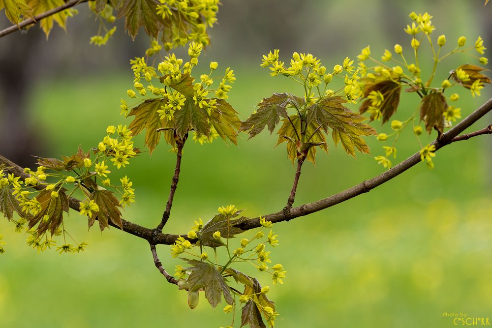 Bergahornblüte