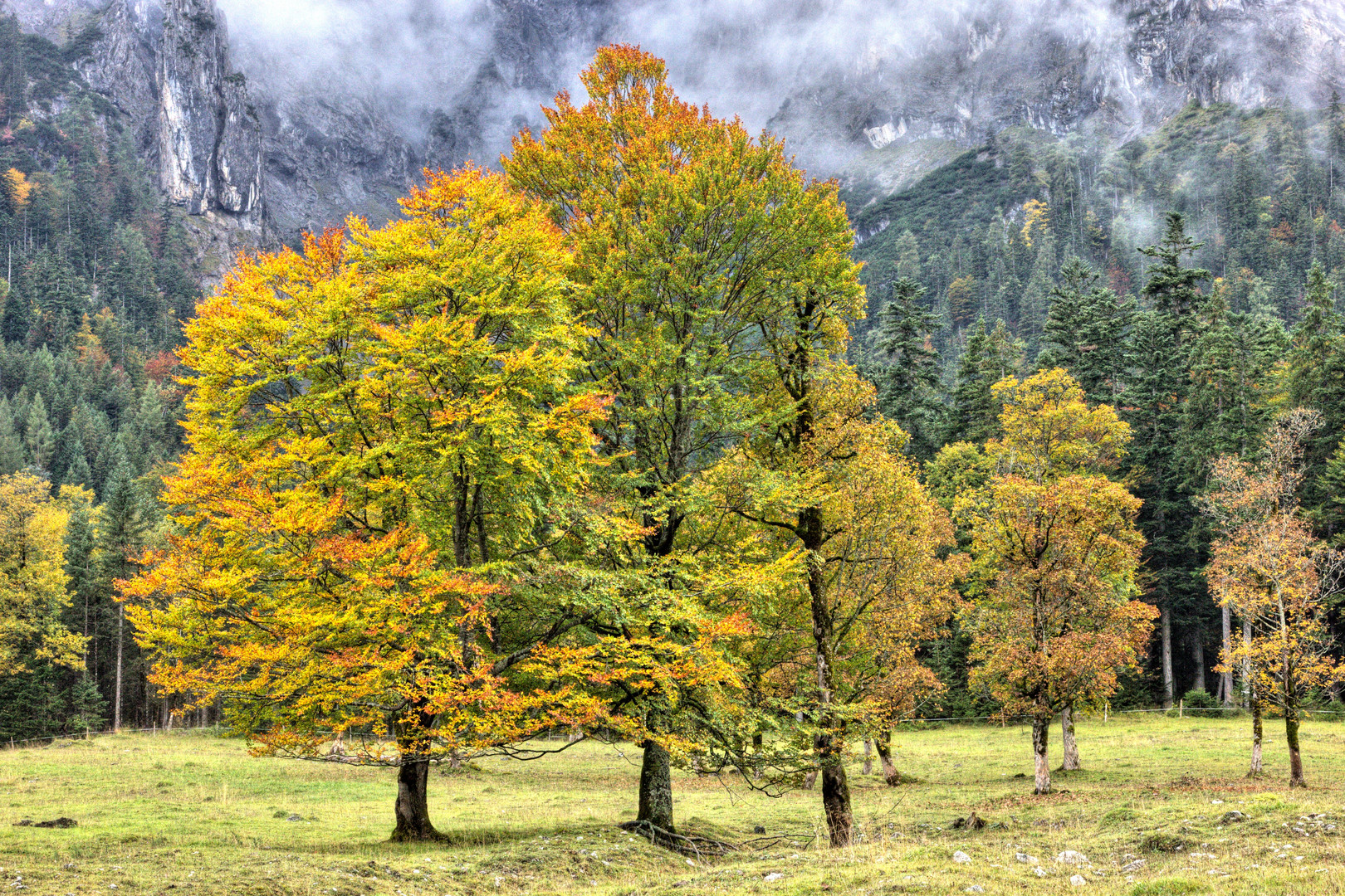 Bergahorne im Herbst