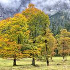 Bergahorne im Herbst