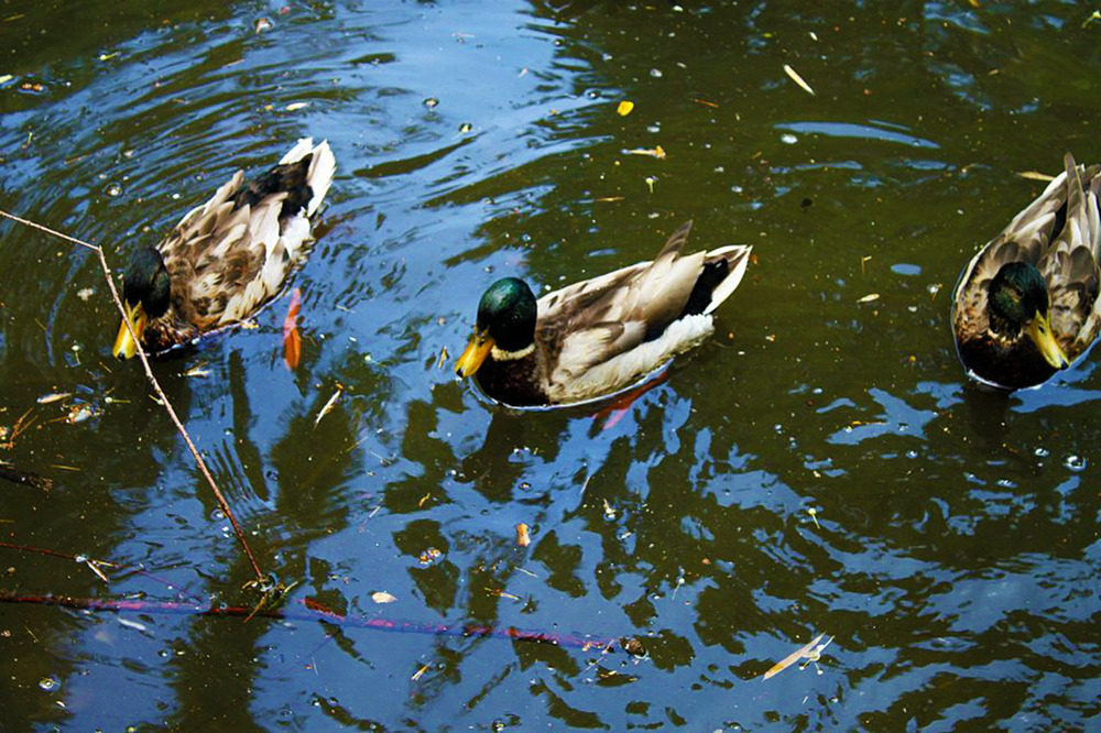 Bergamo Parco Marenzi