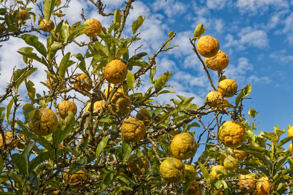 Bergamotte Foto & Bild africa, southern africa, south africa Bilder