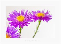 Bergastern - Aster amellus (2)