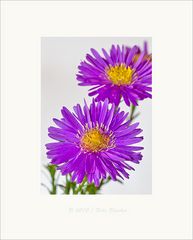 Bergastern - Aster amellus (3)