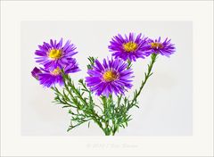 Bergastern - Aster amellus