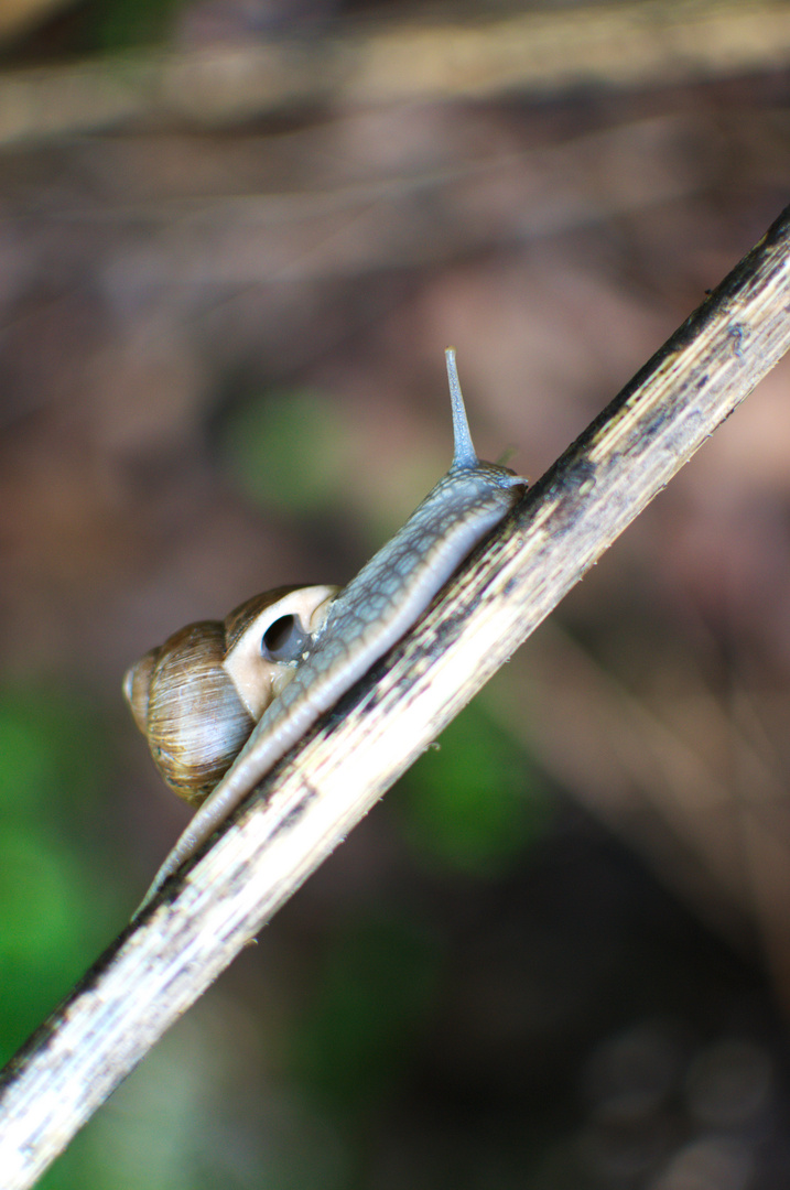 Bergaufschnecke