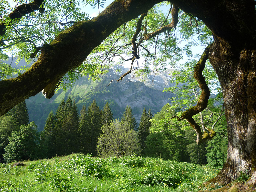 Bergaussicht unter dem Baum