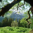 Bergaussicht unter dem Baum