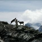 Bergbewohner beim Naschen