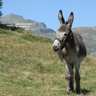 Bergbewohner in Österreich