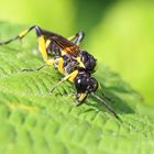 Bergblattwespe (Macrophya montana)