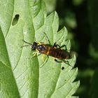 Bergblattwespe (Macrophya montana)