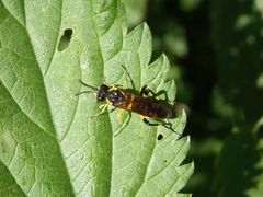 Bergblattwespe (Macrophya montana)