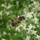 Bergblattwespe (Macrophya montana)