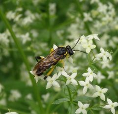 Bergblattwespe (Macrophya montana)